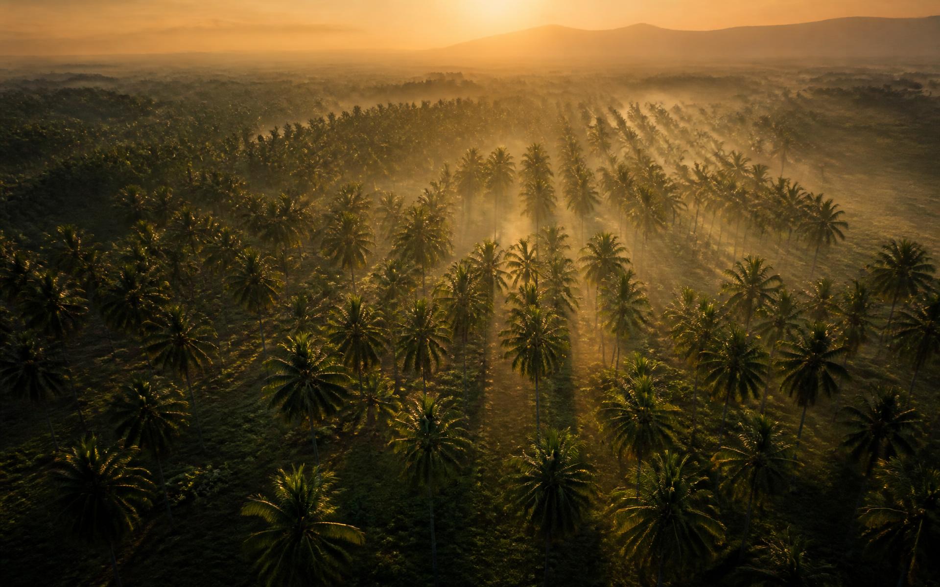Coconut plantation at sunrise